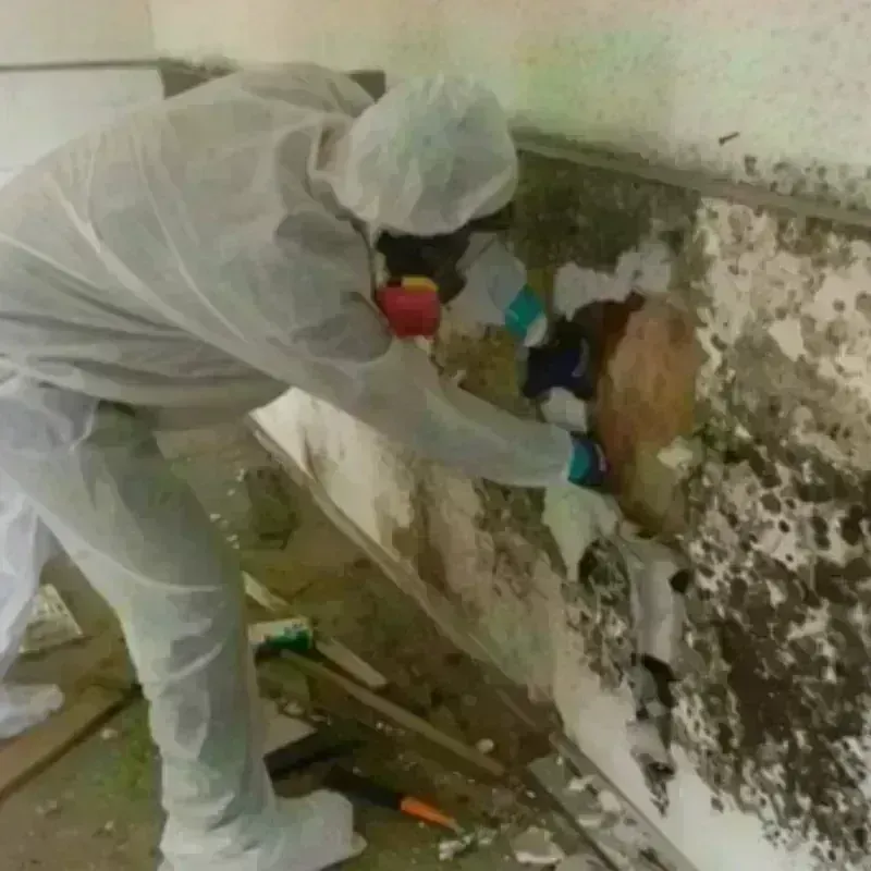 Mold Remediation and Removal in Pine County, MN